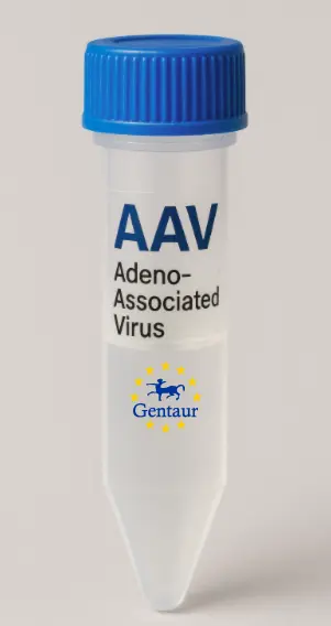 ANXA13 AAV Vector (Mouse) (CMV)